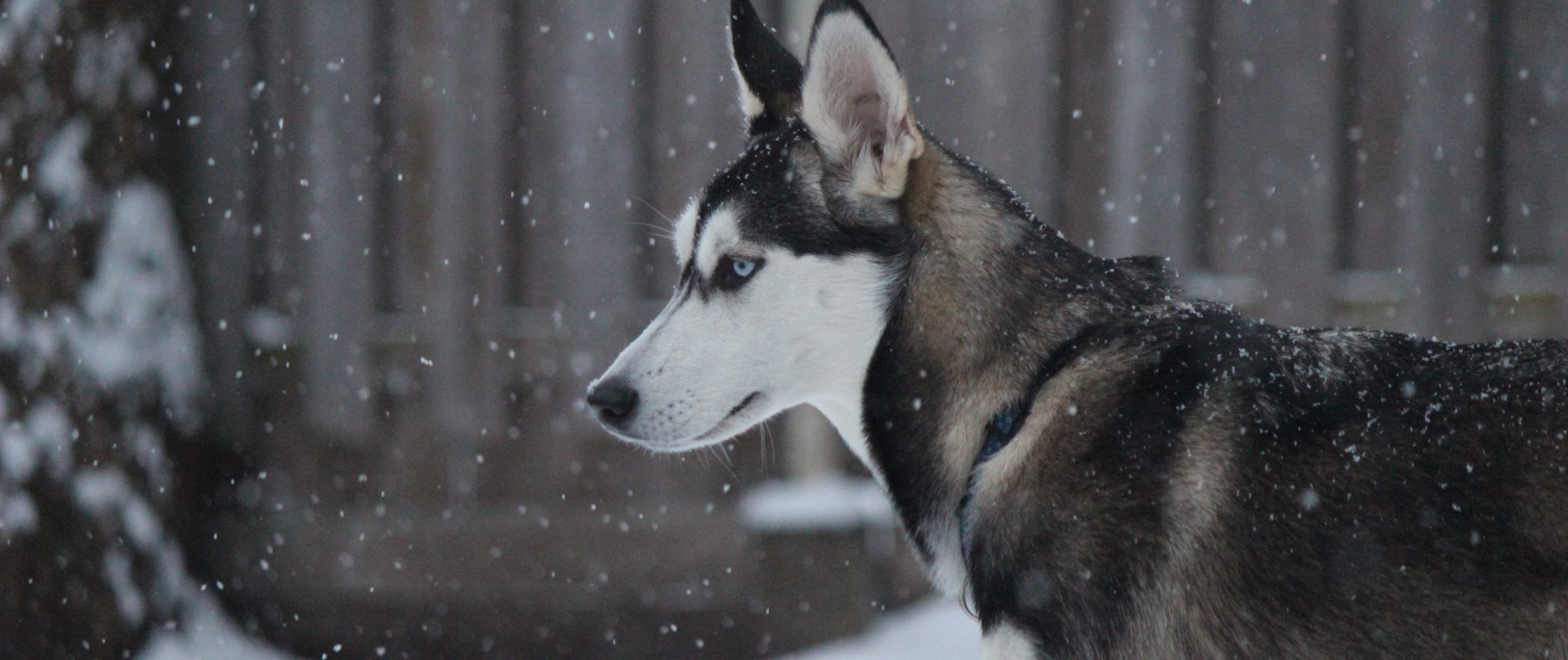 Husky in falling snow, from Ensto's artistic exploration of company culture